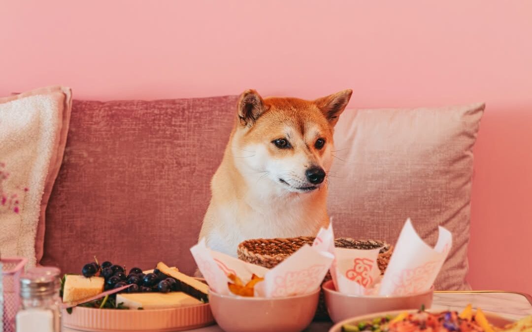 Les cafés dog friendly à Carcassonne : où venir avec son chien ?